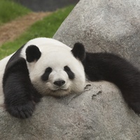 Худеющая панда