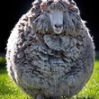 Жирная овца