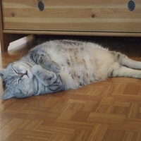 fat cat
