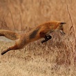An Foxy